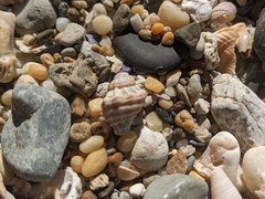 Turritriton labiosus