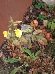 Oenothera glazioviana
