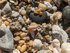 Turritriton labiosus