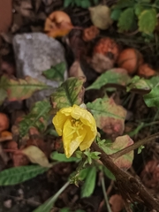 Oenothera glazioviana