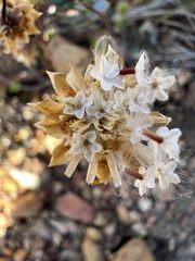Anthemideae