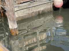 Lontra canadensis pacifica