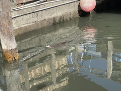 Lontra canadensis pacifica