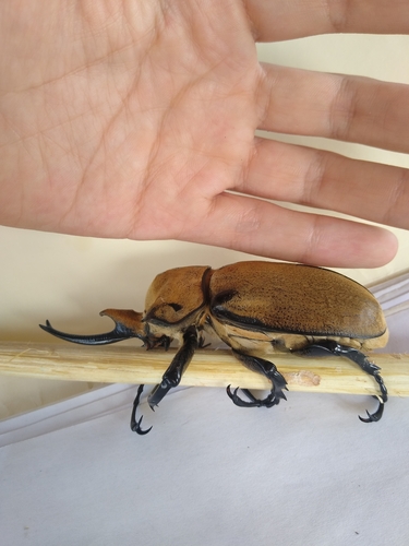 Escarabajo elefante occidental (Megasoma occidentale)
