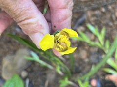Trimezia martinicensis
