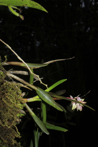 Epidendrum hamatum (Garay) Dressler