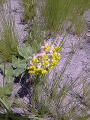 Asclepias albens