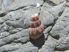 Phasianotrochus eximius