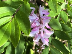 Indigofera australis