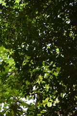 Calyptranthes pallens