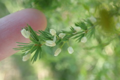 Asparagus africanus