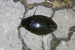 Hydrophilus piceus