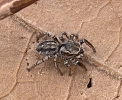 Habronattus texanus