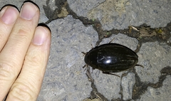 Hydrophilus piceus