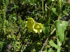 Philibertia solanoides