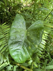Alocasia