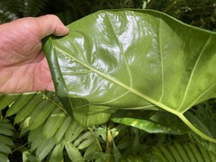 Alocasia