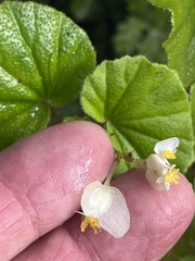 Begonia hirtella