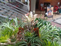 Blechnum gibbum
