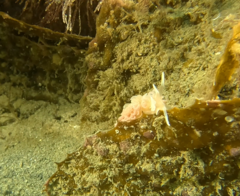 Phyllodesmium serratum