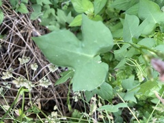Ipomoea cordatotriloba