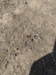 Pogonomyrmex occidentalis