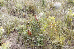 Protea longifolia