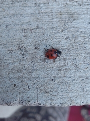Coccinella nugatoria