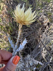 Syncarpha ferruginea