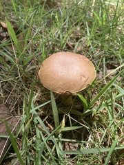 Aureoboletus innixus