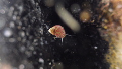 Eulithidium