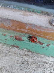Coccinella nugatoria