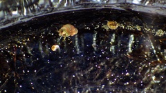 Eulithidium