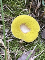 Aureoboletus innixus