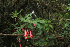 Fuchsia