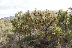 Protea longifolia