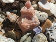 Chicoreus denudatus