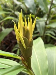 Hedychium flavescens