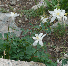 Aquilegia coerulea