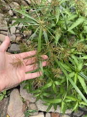 Cyperus distans