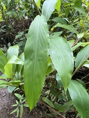 Hedychium flavescens