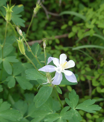 Aquilegia coerulea