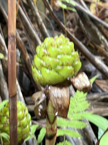 Costus dubius (Costus dubius)