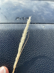 Enneapogon desvauxii