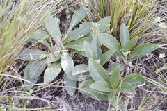 Berkheya herbacea