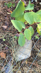 Symphoricarpos mollis