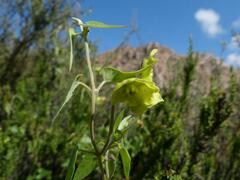 Philibertia solanoides