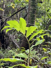 Costus dubius