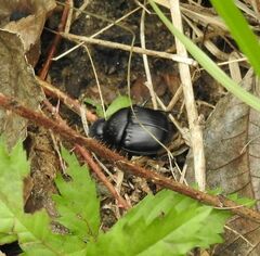 Phanaeus triangularis