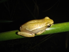 Hyperolius viridiflavus